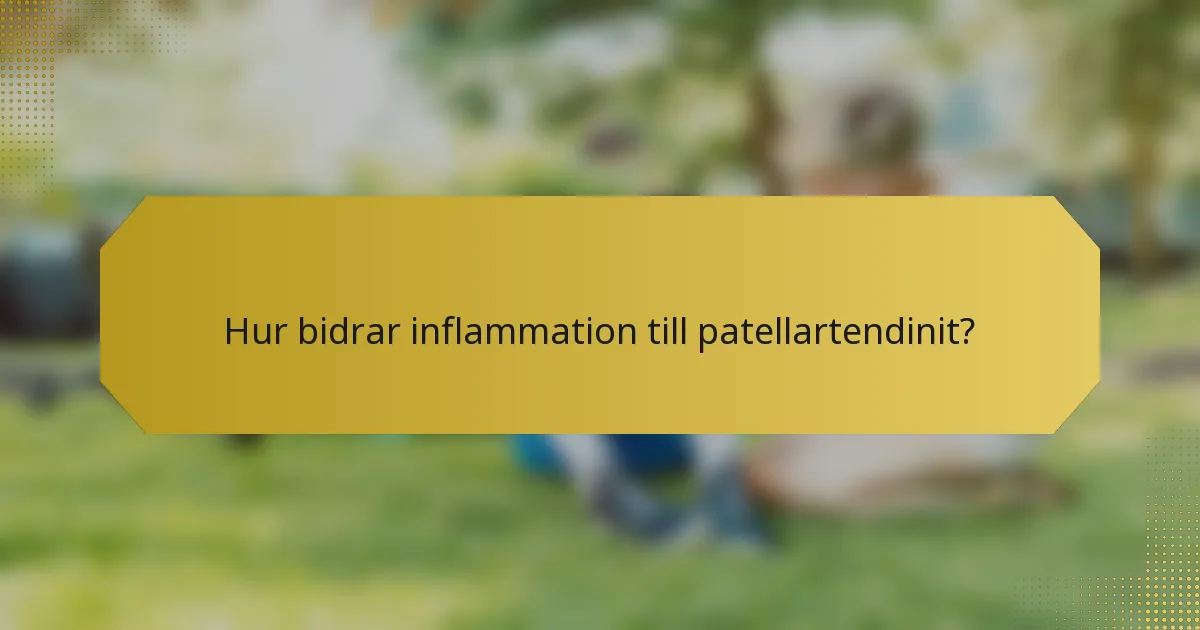 Hur bidrar inflammation till patellartendinit?